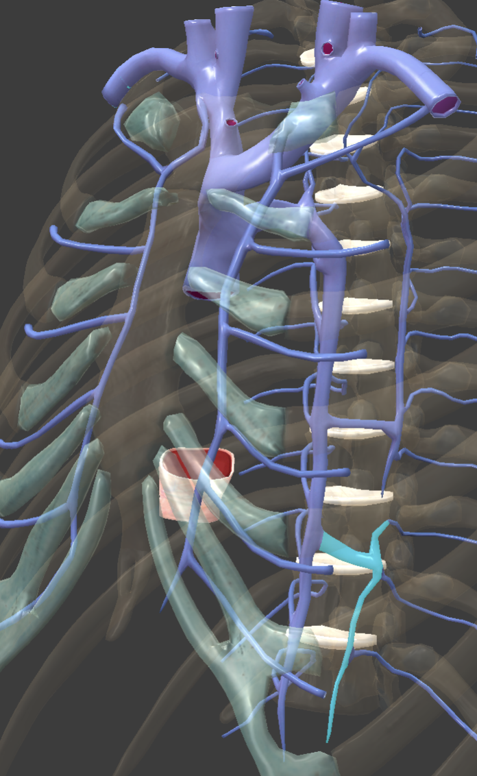 <p>Identify the feature of the caval system</p>