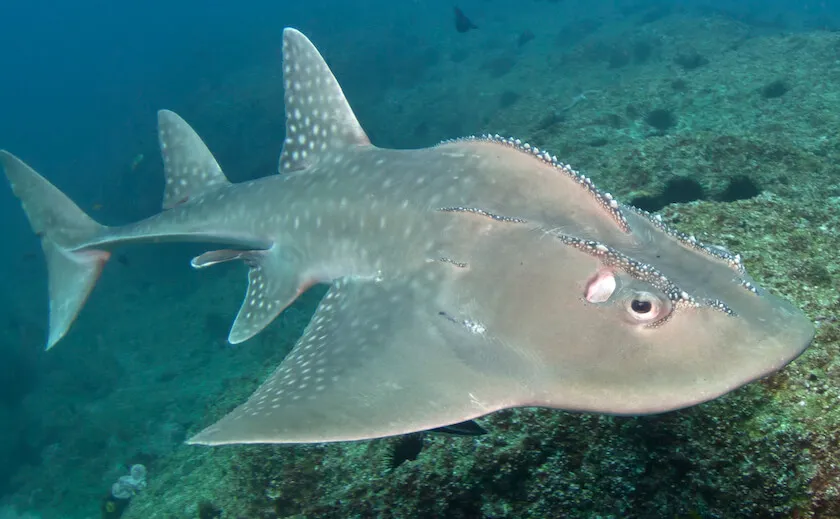 <p>Is this animal a shark or a ray, what anatomical features made you make that choice? </p>