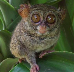 <p>Tarsiidae</p>