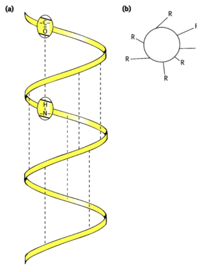 <p>établissement de liens H (régulier) entre les groupes C=O et N-H du peptide backbone </p>