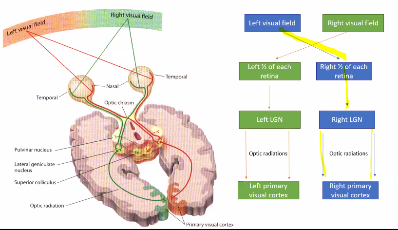 <p>SHE WILL ASK YOU ABOUT LESIONS IN ANYONE OF THESE DIFFERENT REGIONS. </p><p>LESIONS WILL GIVE YOU A <strong>VERY SPECIFIC DEFICIT </strong>IN THIS VISUAL FIELD. </p>