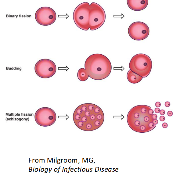 <ul><li><p>Sexual ( Gametocyte = sexually reproducing form )</p></li><li><p> Asexual </p></li><li><p>1. Binary Fission: grows larger divides in two</p></li><li><p>2. Budding: smaller daughter cell pinches off of larger mother cell </p></li><li><p>3. Schizogony/Multiple fission: nucleus divides mutiple times and </p></li></ul><p></p>