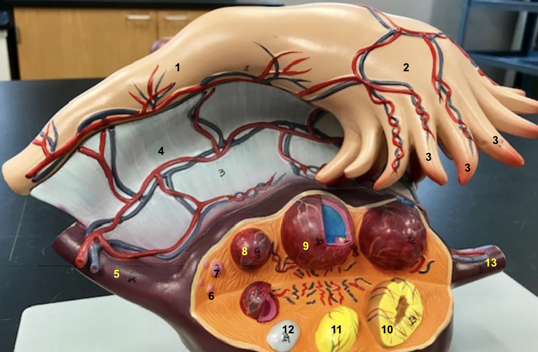 <p>1 - ampulla (female)</p>