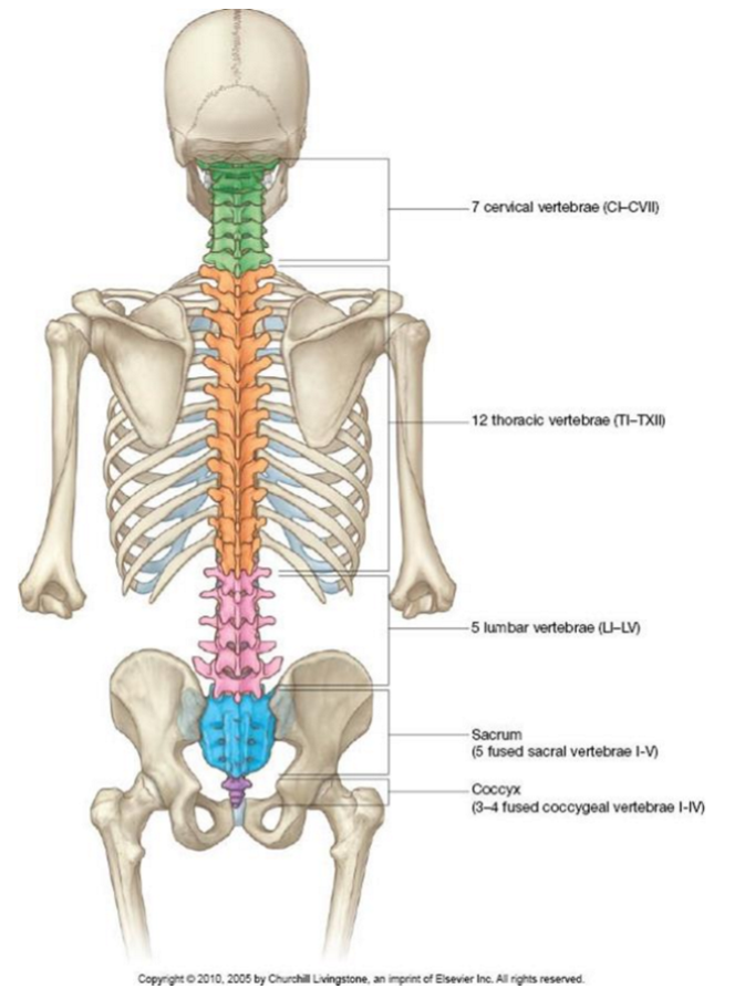 <p>Allows for different movements to be produced;</p><ul><li><p>Cervical vertebrae → twisting of the neck</p></li><li><p>Thoracic vertebrae → limited movement (more bones/ribs attached → more restriction)</p></li></ul><p></p>