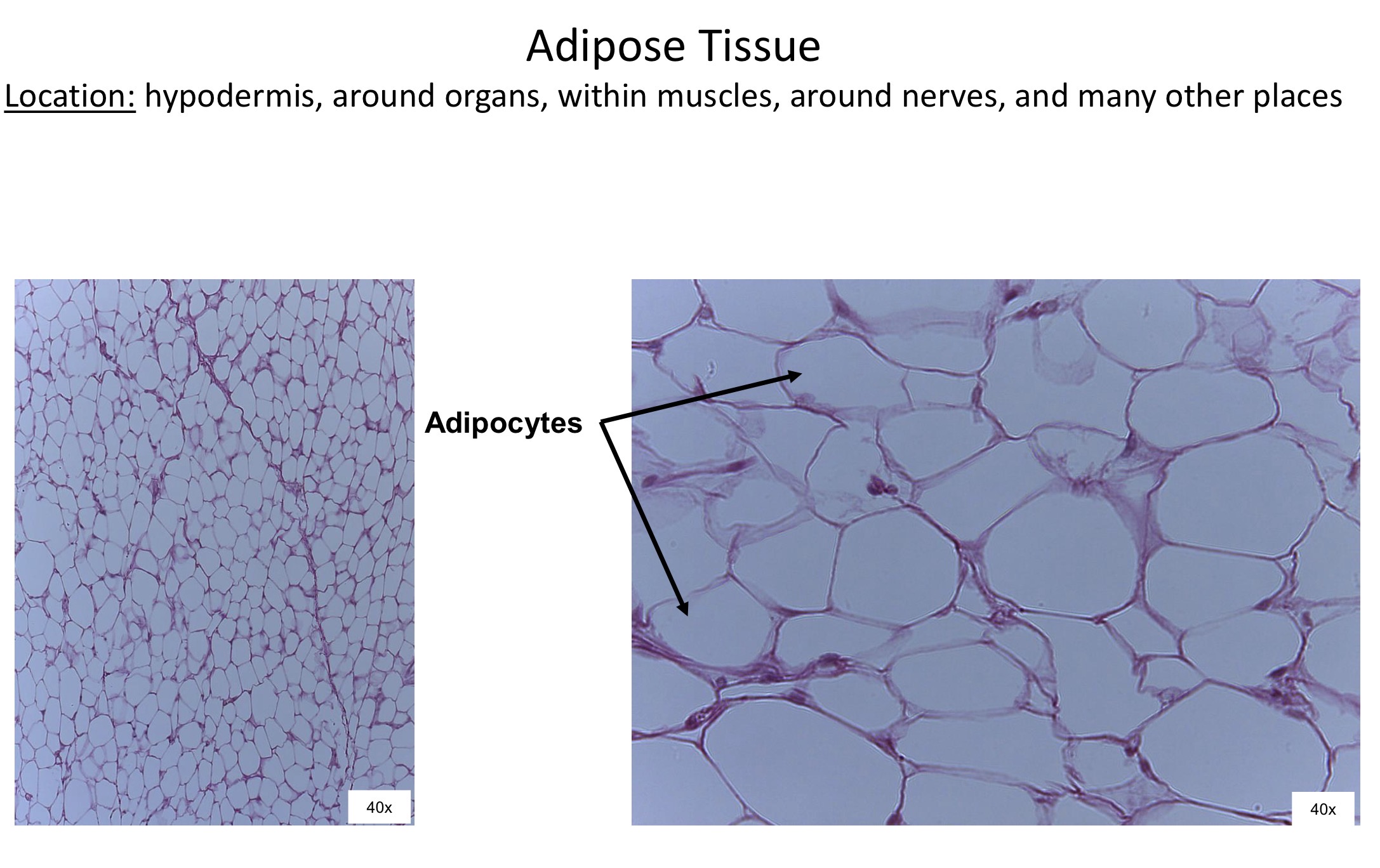 <ol><li><p>Adipocytes </p></li></ol><p></p>