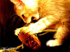 <p>fear of cats</p>