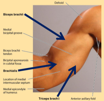 <p>Secondary muscle(s) responsible for opposite movement of the agonist</p><p><em>helps stabilize and control</em></p>