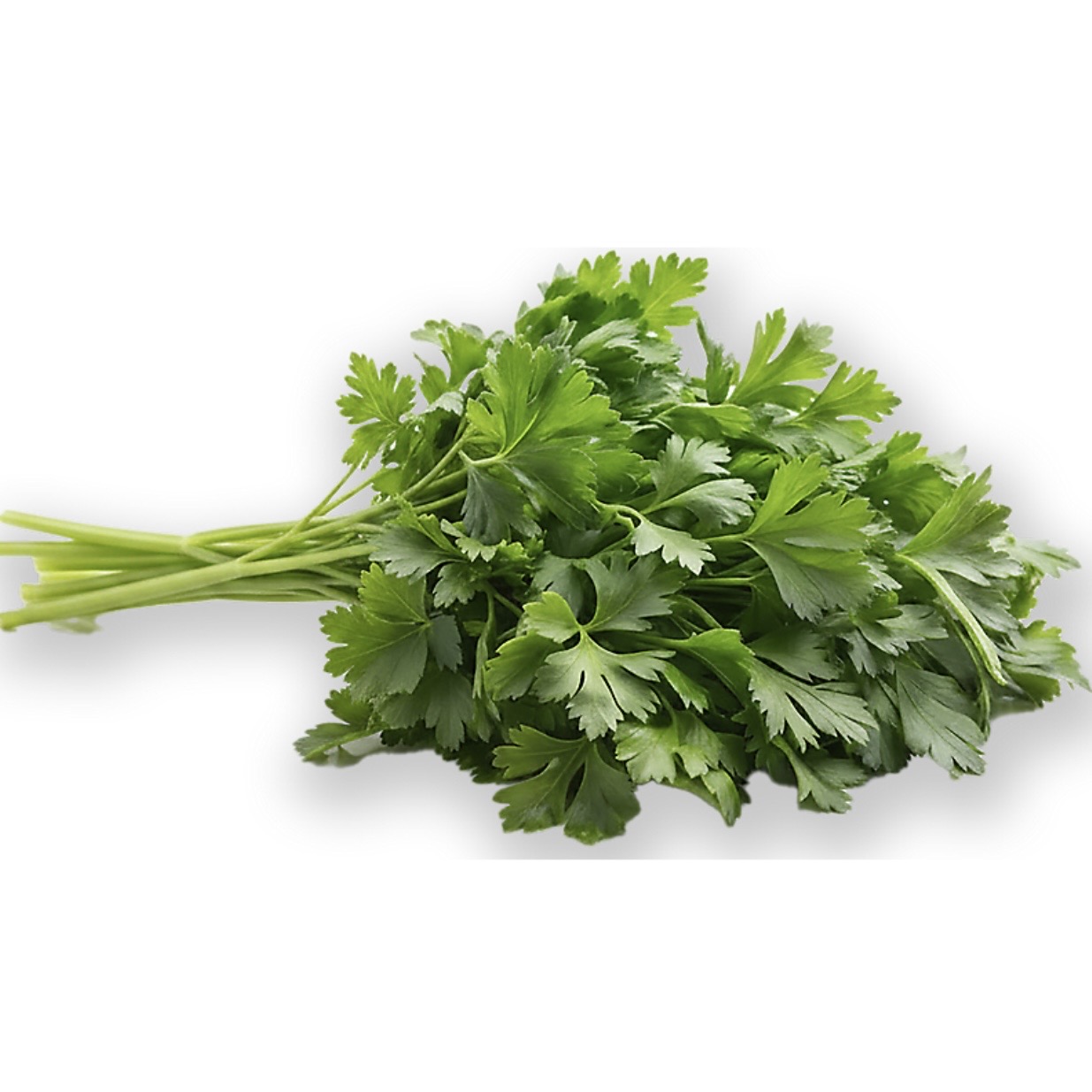 <p>Cilantro</p>