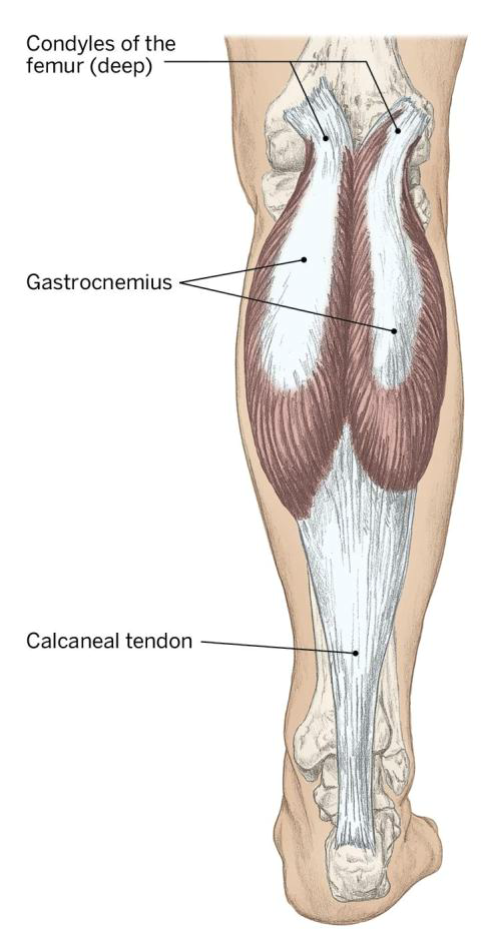 <p>Action: Flex the knee (tibiofemoral), plantar flex the ankle (talocrural)</p><p>Origin: Condyles of the femur posterior surface</p><p>Insertion: Calcaneus via the calcaneal / achilles tendon</p>