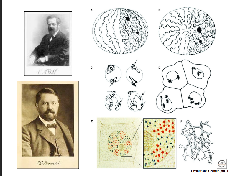 <p><span style="background-color: transparent;"><strong>Chromosome Territories: History and Evidence</strong></span></p>