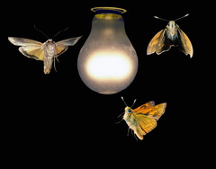 <p>when an organism moves towards a stimulus</p>