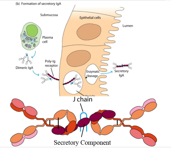 <p>→ IgAs:</p><ol><li><p>submucosa: dimere IgA uit plasmacel bindt op poly-Ig receptor op epitheelcellen</p></li><li><p>dimere IgA + receptor worden opgenomen in vesikel</p></li><li><p>vesikel wordt aan lumen kant vrijgegeven: secretoire IgA komt vrij in lumen (= poly-IgR + dimere IgA)</p></li></ol><p></p>