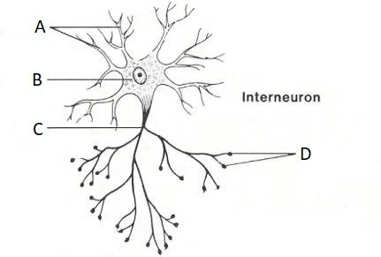 <p>What type of neuron is this?</p>