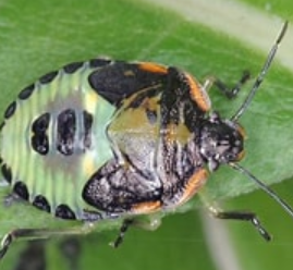 <p>What is the name of this bug </p>