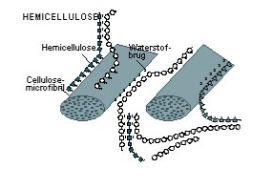 <p>Vertakt polysaccharide in de primaire celwand, opgebouwd uit pentosen en hexosen. Bindt via H-bruggen aan cellulose-microfibrillen en vormt zo een driedimensionaal netwerk. Samenstelling varieert sterk per plantensoort en ontwikkelingsstadium.</p>