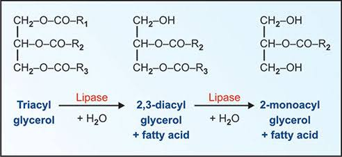 <p>primary ester links</p>