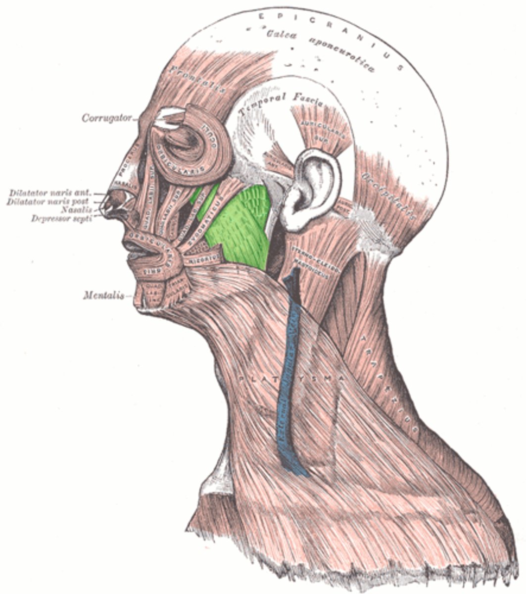 <p>elevates mandible</p><p>O: zygomatic arch</p><p>I: mandible</p>