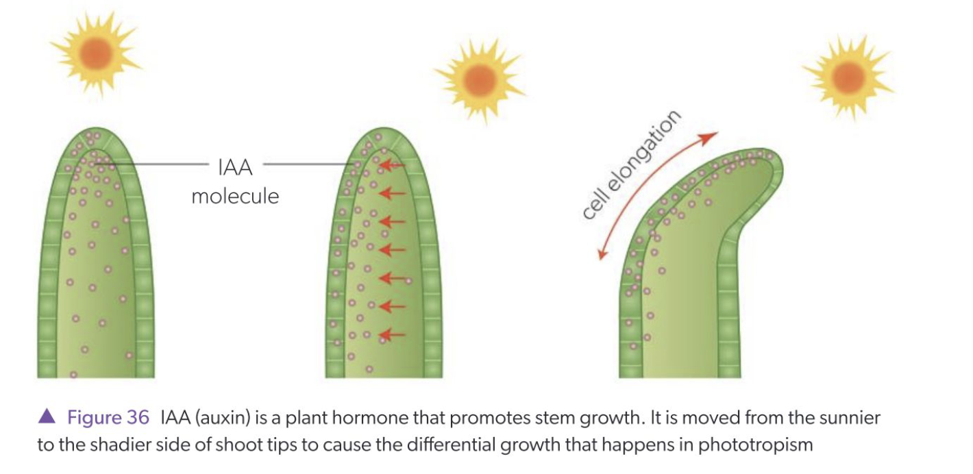 <p>Cytoplasm is neutral (pH 7); apoplast is acidic (pH 5). In the cytoplasm IAA loses a proton → becomes IAA⁻ (trapped). PIN proteins export IAA⁻ into the apoplast where it is re-protonated → IAAH, which can diffuse into adjacent cells. PIN proteins on one cell side direct flow.</p>
