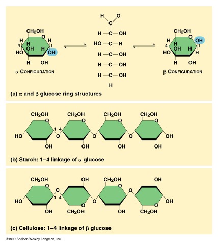<p>chemical structure is configured to show certain molecules, above plane of molecule</p><ul><li><p>ex: humans are unable to digest cellulose very well, need an enzyme to hydrolyze + release energy/sugar in animals, only because of configuration… STRUCTURE=FUNCTION</p></li></ul><p></p>