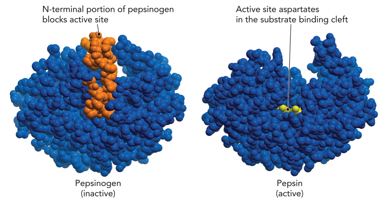 <p>Zymogens - inactive precursor proteins become active upon cleavage</p><p>Inactive form (pepsinogen)</p><ul><li><p>N-terminal segment blocks the active site</p></li><li><p>enzyme cannot bind substrate</p></li></ul><p>Activation step</p><ul><li><p>A piece of protein is cut off (proteolysis)</p></li><li><p>Occurs in acidic environment (stomach)</p></li><li><p>Sometimes autocatalytic (pepsin activates more pepsinogen)</p></li></ul><p>Active form</p><ul><li><p>blocking segment is now removed</p></li><li><p>active site is now exposed</p></li><li><p>substrate can bind → enzyme works</p></li></ul><p>IRREVERSIBLE peptide bond is permanently cleaved, cannot go back to zymogens</p><p></p>