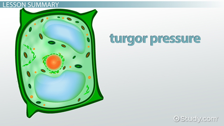 <p>Turgor Pressure</p>