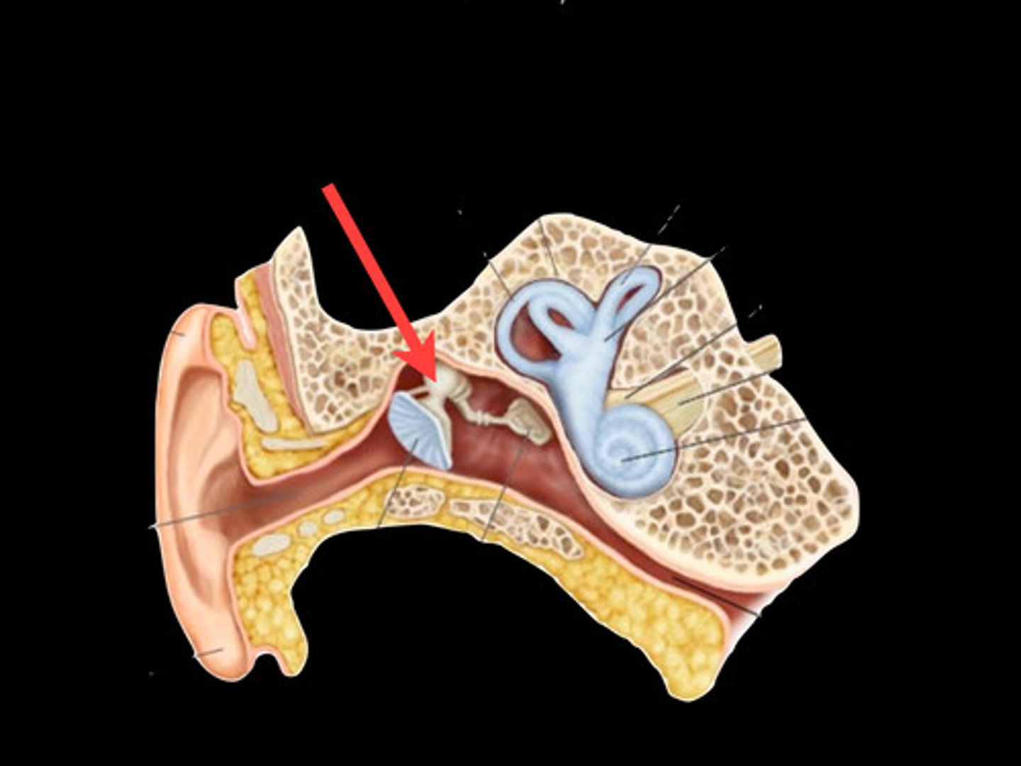 <p>a small bone in the middle ear that transmits vibrations of the eardrum to the incus.</p>