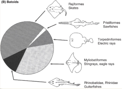 <ol><li><p>Torpediniformes - torpedo rays</p></li><li><p>Rhinopristiformes - sawfishes, guitarfishes, banjo rays</p></li><li><p>Rajiformes - skates</p></li><li><p>Myliobatiformes - stingrays, eagle rays</p></li></ol><p></p>