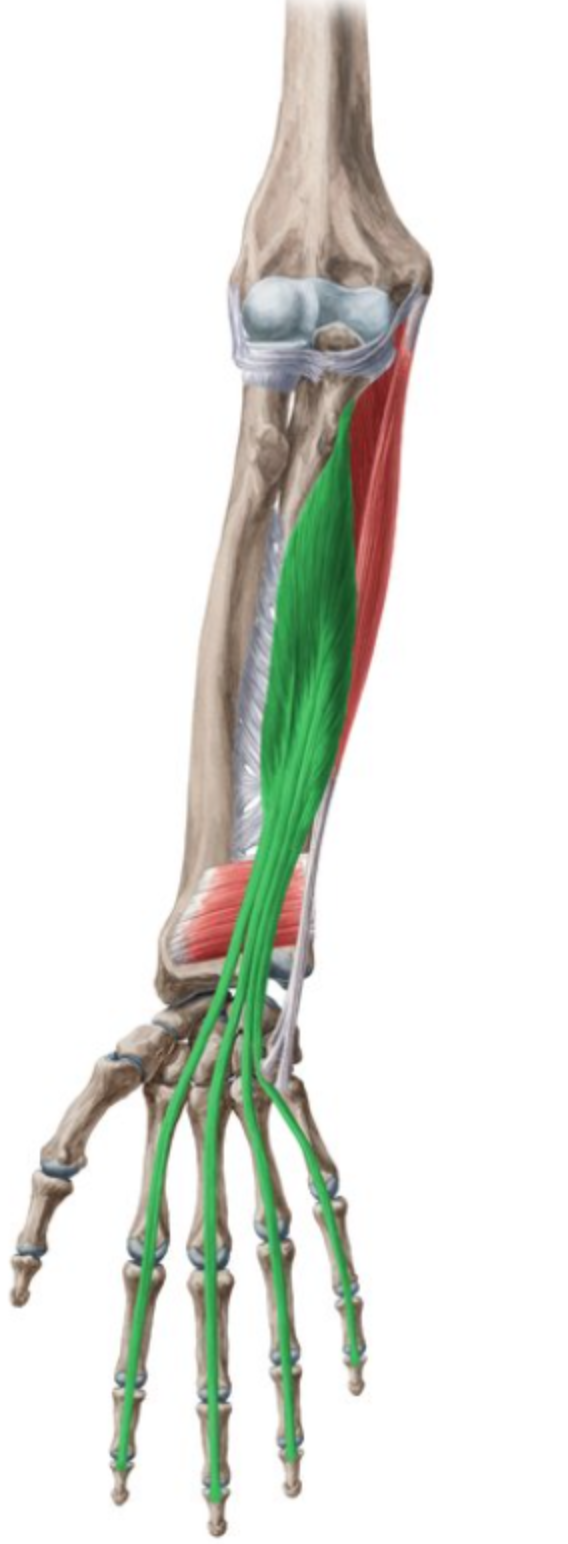 <p>one deeper than flexor digitorum superficialis</p>