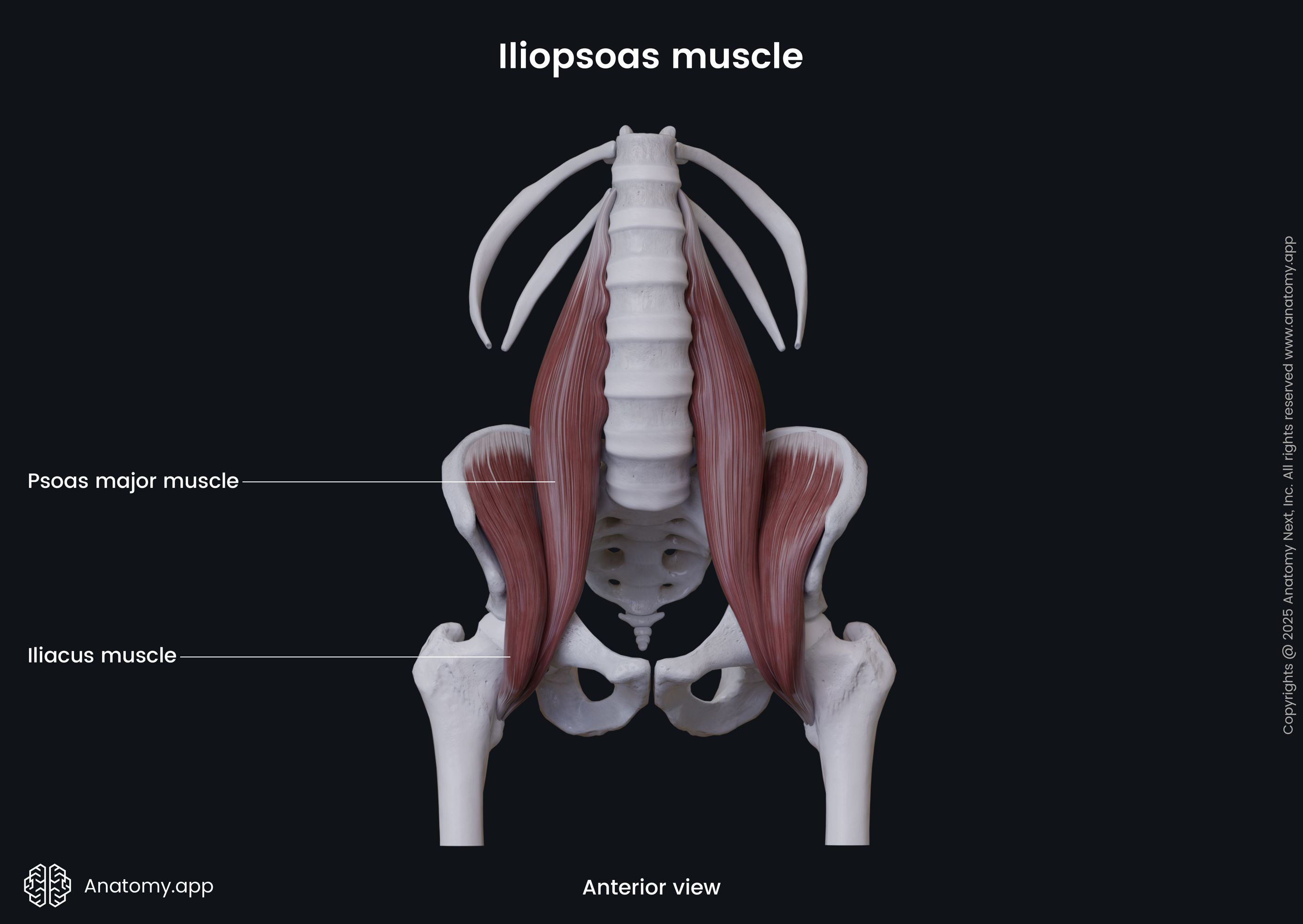 <p>Psoas major</p>