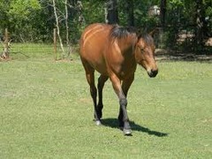 <p>Body color ranging from very light red, to reddish brown; black mane and tail; usually black on lower legs</p>