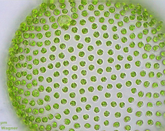 <p>collection of identical cells that live together in a connected group</p>