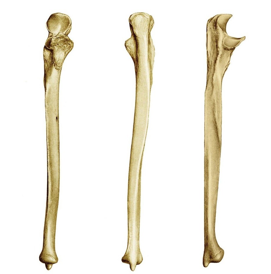 <p>name and side this bone </p>