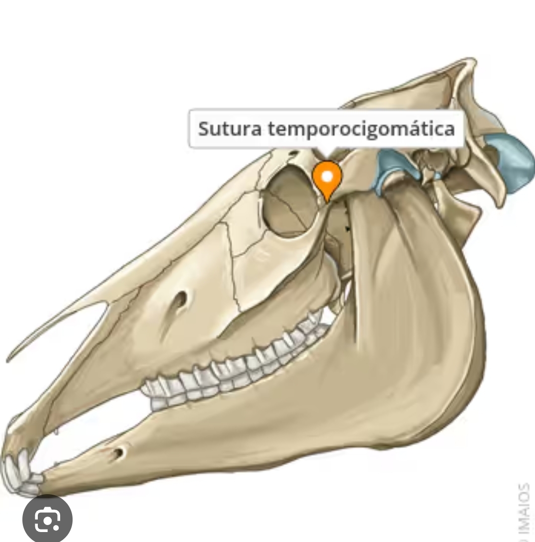 <p>sutura temporocigomatica </p>