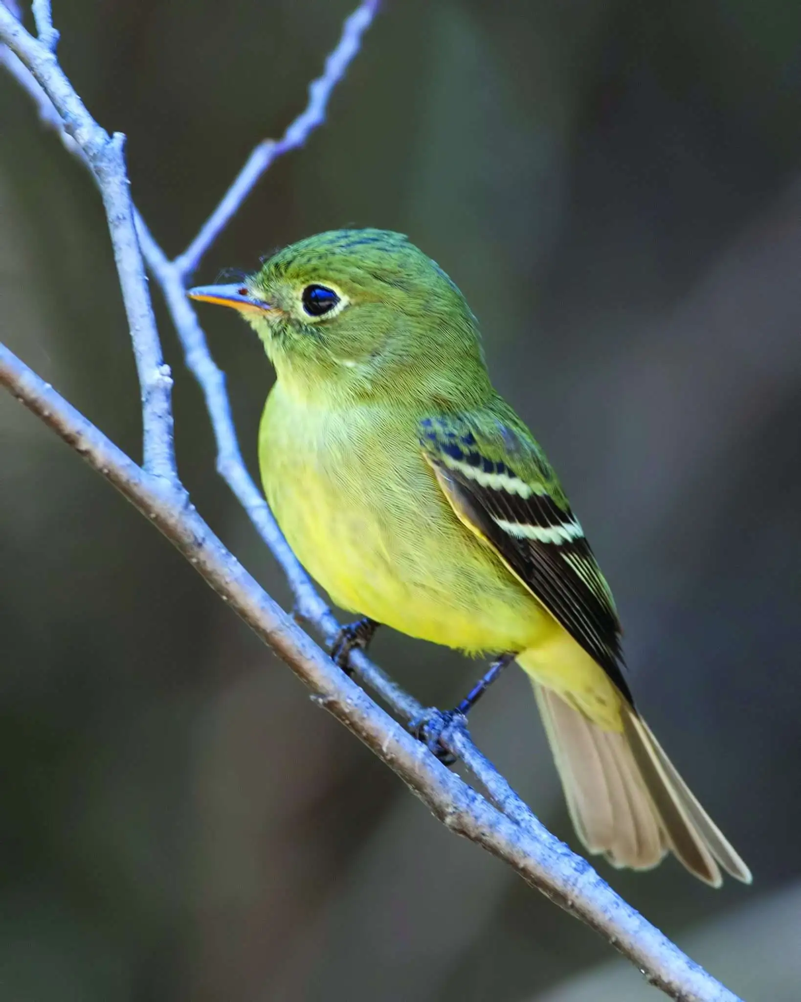 <p>Yellow-bellied Flycatcher</p>