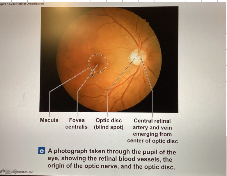 <p>contains :</p><ul><li><p>macula lutea, fovea centralis, optic disks</p><ul><li><p>rods and cones</p></li><li><p>inner layer </p></li></ul></li></ul><p></p>