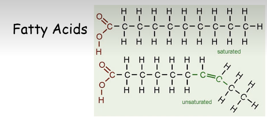 <ul><li><p>also has a carboxyl group and strings of carbons </p></li><li><p>main difference in structure: double bond between two carbons and <strong>the only way that this can occur </strong>is that those two carbons have an electron that not bound to a hydrogen and because of this to stabilize the two carbons have to form a second bond</p></li><li><p>in this image, it is a picture of a mono unsaturated fatty acid because it only has one double bond<br>   - poly unsaturated acid meaning that they have two or more double bonds</p></li><li><p>these are the fatty acids that you find in plants and thats why the plant sources of lipids are called oils since they are liquid at room temperature</p></li><li><p>for unsaturated fatty acids to solidify they have to be at a muh cooler temperature then saturated fatty acids</p></li></ul><p></p>