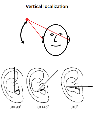<p><span>gives us the ability to localize sound vertically</span><br></p>