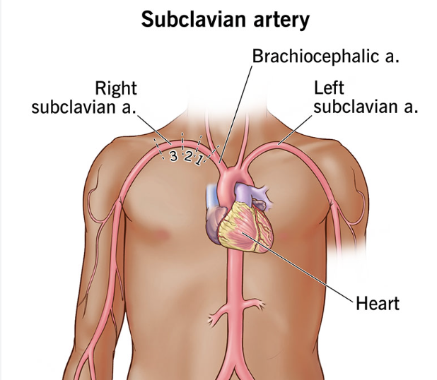 <p><strong>Subclavian arteries</strong></p><p></p>