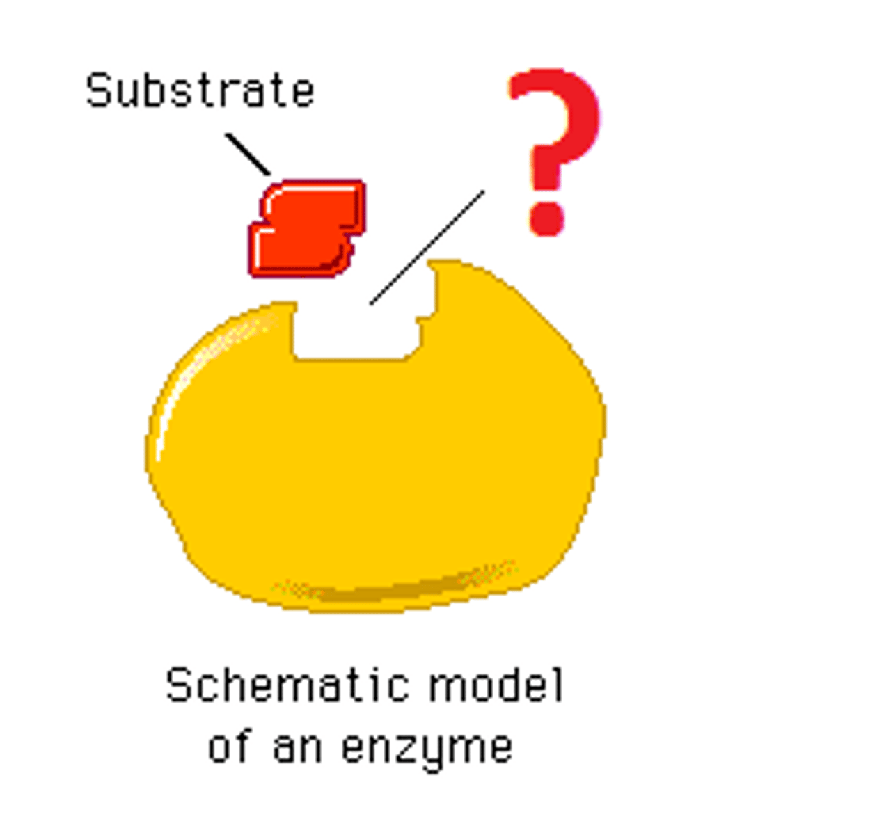 <p>A region on an enzyme which a substrate binds to during a reaction.</p>