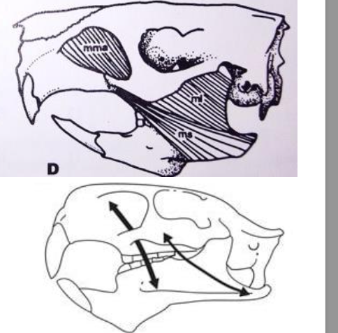 <p>Huge infraorbital foramen, medial masseter travels through the foramen </p>