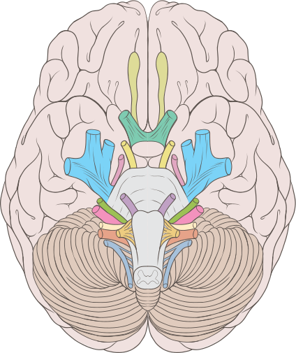 <p>label important parts of temporal lobe ventral surface</p>