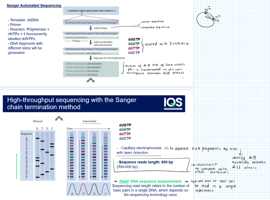 <ol><li><p>You start with:</p><ol><li><p>dsDNA tempate</p></li><li><p>Primer that binds to it</p></li><li><p>DNA pol</p></li><li><p>dNTPS</p></li><li><p>A small amount of ddNTP labeled with fluorescence → you run 4 reactions, one for each ddNTP</p></li></ol></li><li><p>DNA pol extends the primer, until by chance it adds a ddNTP: it stops the reaction → it will generate many fragments of different lenghts</p></li><li><p>Separate the fragments by size doing capillary electrophoresis with laser detection → short fragments run faster while long ones slower<br>Before: gel electrophoresis</p></li><li><p>Read the sequence from smallest to largest</p></li></ol><p></p>