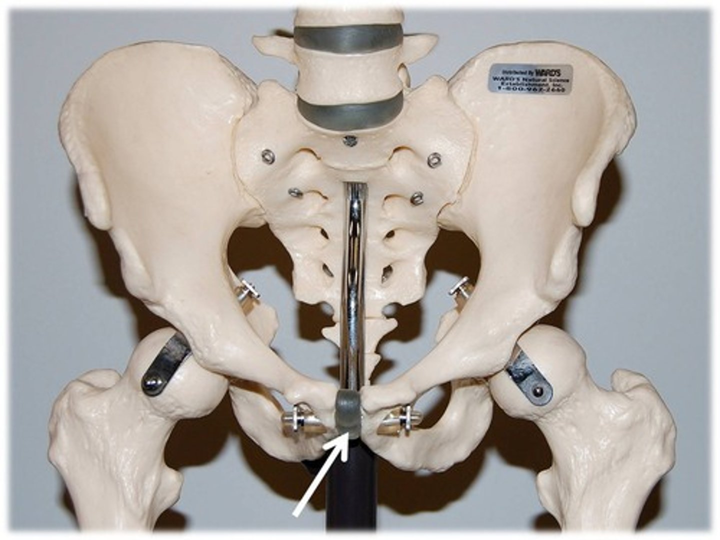 <p>What connects the two pubis areas</p>