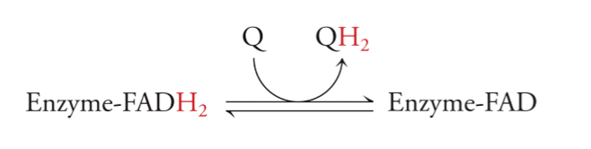 <p>ubiquinol (QH<sub>2</sub>) - ubiquinone (Q), a lipid-soluble electron carrier in the ETC, can accept the electrons, and is reduced to form ubiquinol</p>