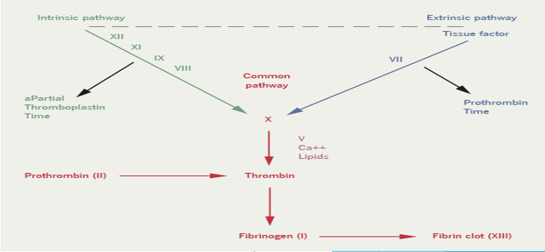 <p>PT= extrinsic pathway</p><p>aPTT=intrinsic pathway</p>