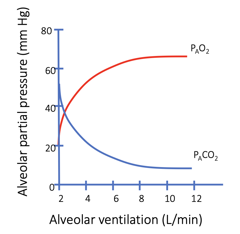 <p>What is the relationship between ventilation and PACO₂?</p>