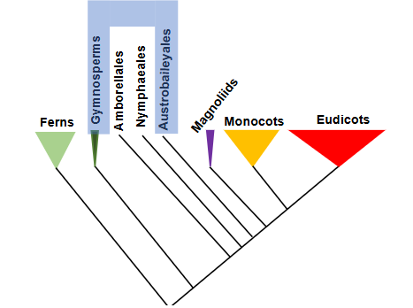 <p>what type of group is shown indicated by the blue shading?</p>