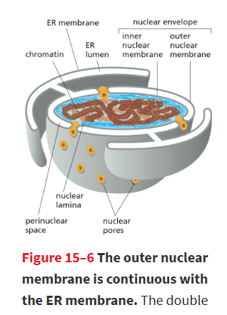 <p>cavity btwn the nuclear inner and outer membrane</p>