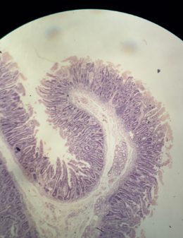 <p>What is this? How do you know?</p>