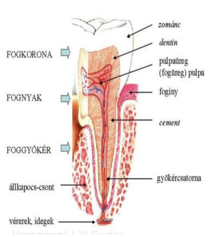 <ul><li><p style="text-align: justify;"><span style="background-color: transparent;"><em>Cervix dentis</em></span></p></li><li><p style="text-align: justify;"><span style="background-color: transparent;">Gyökér fogmederből (alveolus) kiemelkedő, kissé befűződött része a korona és a gyökér találkozásánál</span></p></li><li><p style="text-align: justify;"><span style="background-color: transparent;">A gingiva szorosan körülveszi</span></p></li></ul><p></p>